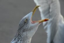 call drop benchmark analysis