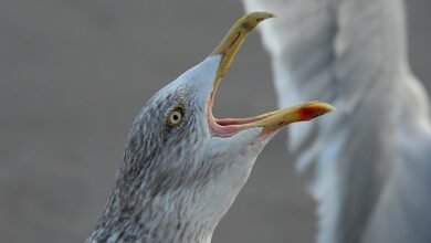 call drop benchmark analysis