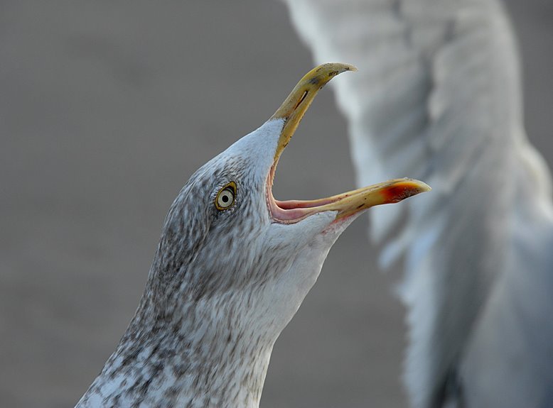 call drop benchmark analysis