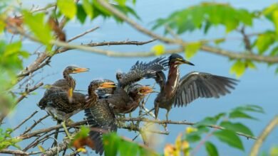 emergency call reliability metrics