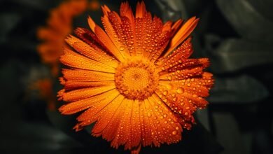 outbound call drop analysis