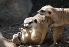 risk monitoring compliance agency