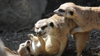 risk monitoring compliance agency