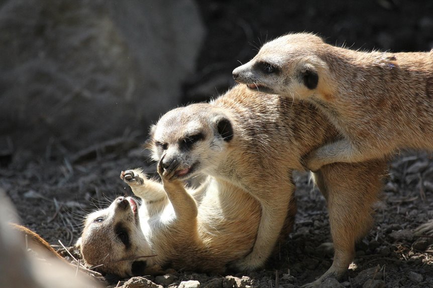 risk monitoring compliance agency